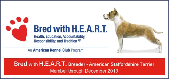 AKC Breeder of Merit Gold